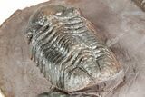 Five Trilobites (Four Species) in Association - Jorf, Morocco #334862-19